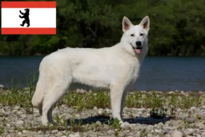 Lire la suite à propos de l’article Berger blanc suisse éleveurs et chiots à Berlin