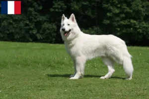 Lire la suite à propos de l’article Berger blanc suisse éleveur et chiots en Guadeloupe