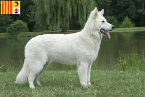 Lire la suite à propos de l’article Berger blanc suisse éleveurs et chiots en Provence-Alpes-Côte d’Azur