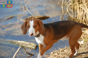 Lire la suite à propos de l’article Éleveurs de braques allemands et chiots en Bourgogne-Franche-Comté