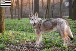 Lire la suite à propos de l’article Éleveurs de chiens-loups tchécoslovaques et chiots en Bretagne