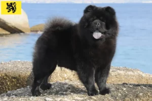 Lire la suite à propos de l’article Éleveurs de chow-chows et chiots en Flandre