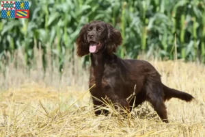 Lire la suite à propos de l’article Éleveurs et chiots à poil long allemand en Bourgogne-Franche-Comté