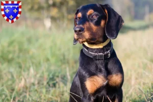 Lire la suite à propos de l’article Gończy Polski éleveurs et chiots en Centre-Val de Loire