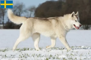 Lire la suite à propos de l’article Éleveurs de Husky et chiots en Suède