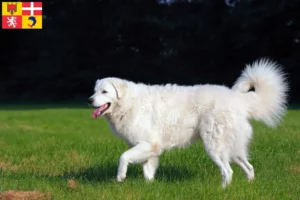 Lire la suite à propos de l’article Éleveurs de Kuvasz et chiots en Auvergne-Rhône-Alpes