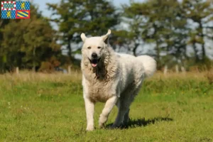 Lire la suite à propos de l’article Éleveurs de Kuvasz et chiots en Bourgogne-Franche-Comté