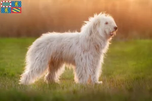 Lire la suite à propos de l’article Éleveurs d’Ovtcharka de Russie du Sud et chiots en Bourgogne-Franche-Comté