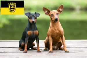 Lire la suite à propos de l’article Éleveurs de Pinscher nains et chiots en Baden-Württemberg