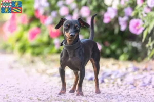 Lire la suite à propos de l’article Éleveurs de Pinscher nains et chiots en Bourgogne-Franche-Comté