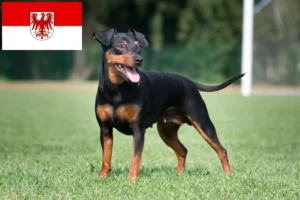 Lire la suite à propos de l’article Éleveurs de Pinscher nains et chiots dans le Brandebourg