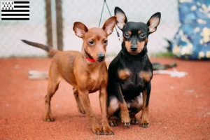 Lire la suite à propos de l’article Éleveurs de Pinscher nains et chiots en Bretagne