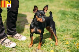 Lire la suite à propos de l’article Éleveurs de Pinscher nains et chiots en Provence-Alpes-Côte d’Azur