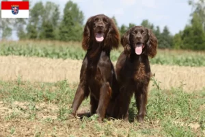 Lire la suite à propos de l’article Éleveurs et chiots à poil long allemand en Hesse