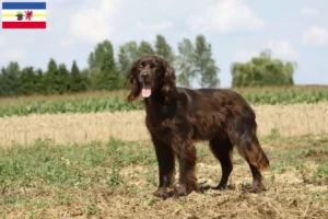 Lire la suite à propos de l’article Éleveurs et chiots à poil long en Mecklembourg-Poméranie occidentale