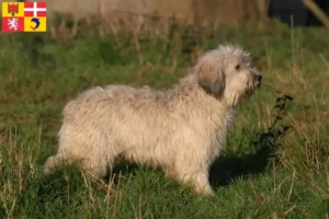 Lire la suite à propos de l’article Éleveurs de PON et chiots en Auvergne-Rhône-Alpes