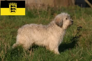 Lire la suite à propos de l’article Éleveurs de PON et chiots en Baden-Württemberg