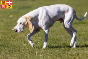 Lire la suite à propos de l’article Porcelaine éleveurs et chiots en Auvergne-Rhône-Alpes