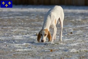 Lire la suite à propos de l’article Éleveurs de Porcelaine et chiots en Île-de-France