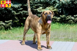 Lire la suite à propos de l’article Presa Canario éleveurs et chiots en Auvergne-Rhône-Alpes