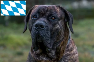 Lire la suite à propos de l’article Presa Canario éleveurs et chiots en Bavière