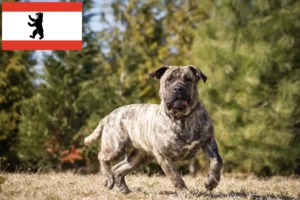 Lire la suite à propos de l’article Presa Canario éleveurs et chiots à Berlin