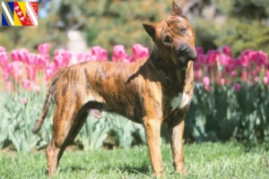 Lire la suite à propos de l’article Presa Canario éleveurs et chiots en Grand Est