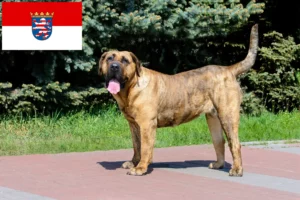 Lire la suite à propos de l’article Presa Canario éleveurs et chiots en Hesse