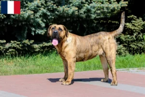 Lire la suite à propos de l’article Presa Canario éleveurs et chiots en Martinique