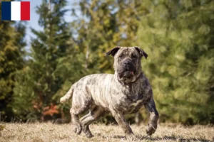 Lire la suite à propos de l’article Éleveurs de Presa Canario et chiots à la Réunion