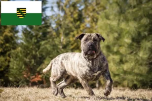 Lire la suite à propos de l’article Presa Canario éleveurs et chiots en Saxe