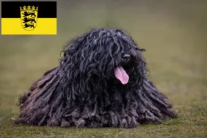 Lire la suite à propos de l’article Éleveurs de Puli et chiots en Baden-Württemberg