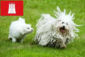 Lire la suite à propos de l’article Éleveurs de Puli et chiots à Hambourg