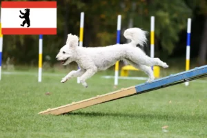 Lire la suite à propos de l’article Pumi éleveurs et chiots à Berlin