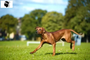 Lire la suite à propos de l’article Éleveurs de Rhodesian Ridgeback et chiots en Corse