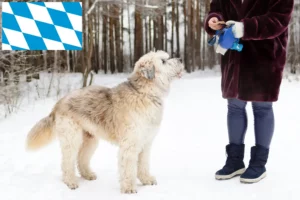 Lire la suite à propos de l’article Éleveurs d’Ovtcharka de Russie du Sud et chiots en Bavière