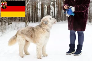 Lire la suite à propos de l’article Éleveurs d’Ovtcharka de Russie du Sud et chiots en Rhénanie-Palatinat