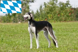 Lire la suite à propos de l’article Éleveurs de Saluki et chiots en Bavière