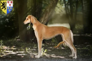 Lire la suite à propos de l’article Éleveurs de saluki et chiots en Hauts-de-France