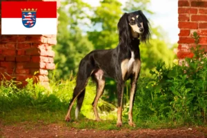 Lire la suite à propos de l’article Éleveurs de Saluki et chiots en Hesse