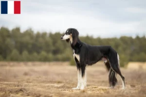 Lire la suite à propos de l’article Éleveurs de Saluki et chiots en Martinique