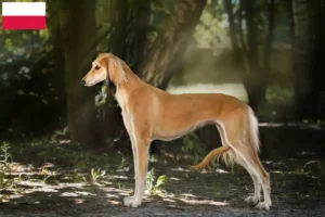 Lire la suite à propos de l’article Éleveurs de Saluki et chiots en Pologne