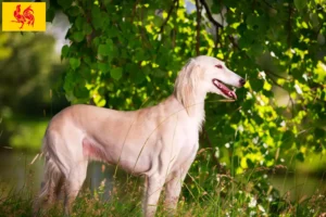 Lire la suite à propos de l’article Éleveurs de saluki et chiots en Région wallonne