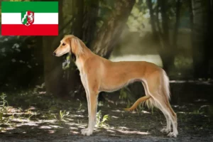 Lire la suite à propos de l’article Éleveurs de Saluki et chiots en Rhénanie-du-Nord-Westphalie