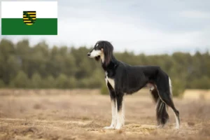 Lire la suite à propos de l’article Éleveurs de Saluki et chiots en Saxe