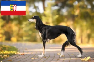 Lire la suite à propos de l’article Éleveurs de Saluki et chiots dans le Schleswig-Holstein