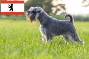 Lire la suite à propos de l’article Schnauzer éleveurs et chiots à Berlin