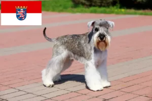 Lire la suite à propos de l’article Schnauzer éleveurs et chiots en Hesse