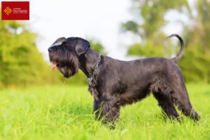 Lire la suite à propos de l’article Éleveurs de schnauzers et chiots en Occitanie