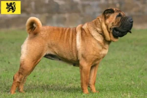 Lire la suite à propos de l’article Éleveurs de Shar Pei et chiots en Flandre